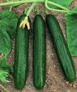 Alternative view of ΑΓΓΟΥΡΙ MINI MURAT F1 1000 ΣΠΟΡΟΙ