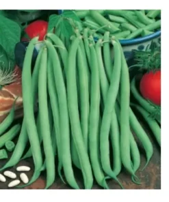 Alternative view of ΦΑΣΟΛΙ ΤΣΑΟΥΛΙ ΑΝΑΡΡΙΧΩΜΕΝΟ BLUE LAKE 2Κg