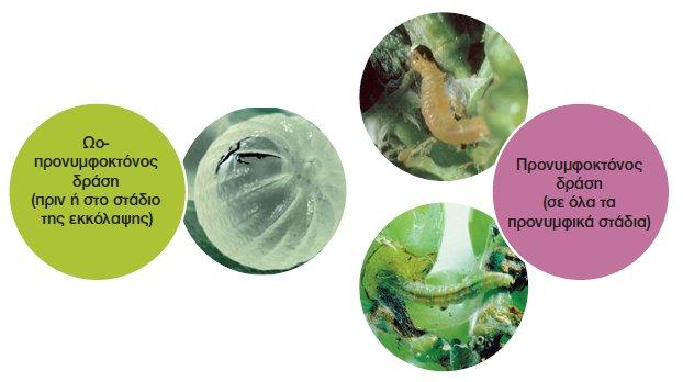 AgroShop Marakis - ΕΝΤΟΜΟΚΤΟΝΟ AFFIRM 0,95 SG 2 ΕΝΤΟΜΟΚΤΟΝΟ AFFIRM 0,95 SG - Image 2