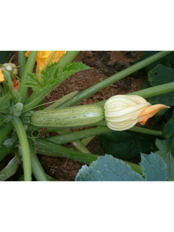 AgroShop Marakis - ΚΟΛΟΚΥΘΙ GHEPPIO F1 100G 1 ΚΟΛΟΚΥΘΙ GHEPPIO F1 100G