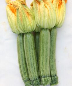 Alternative view of ΚΟΛΟΚΥΘΙ ORTANO F1 1000 ΣΠΟΡΟΙ